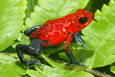 【超閲覧注意】不気味な生物の画像を貼っていくトピ【苦手な方注意】