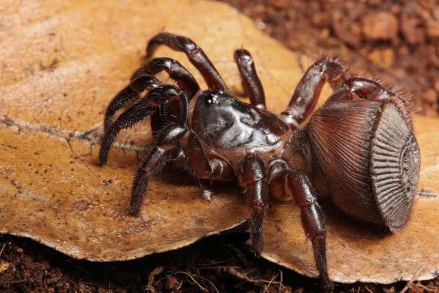 【超閲覧注意】不気味な生物の画像を貼っていくトピ【苦手な方注意】