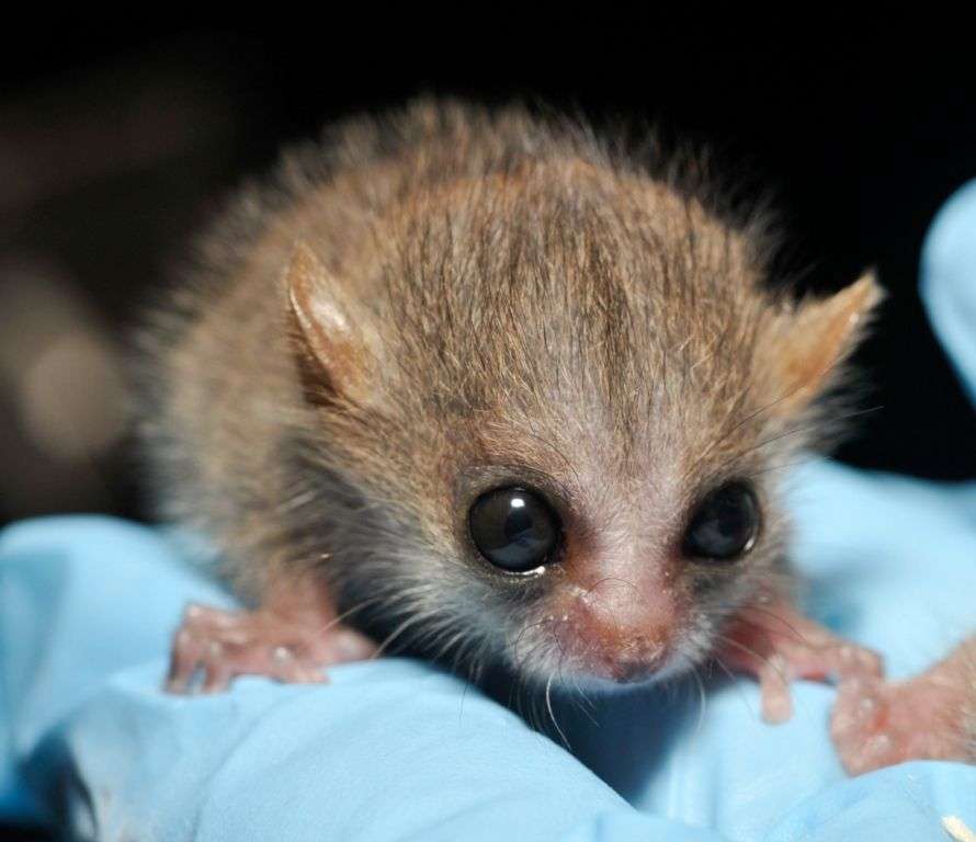 【超閲覧注意】不気味な生物の画像を貼っていくトピ【苦手な方注意】
