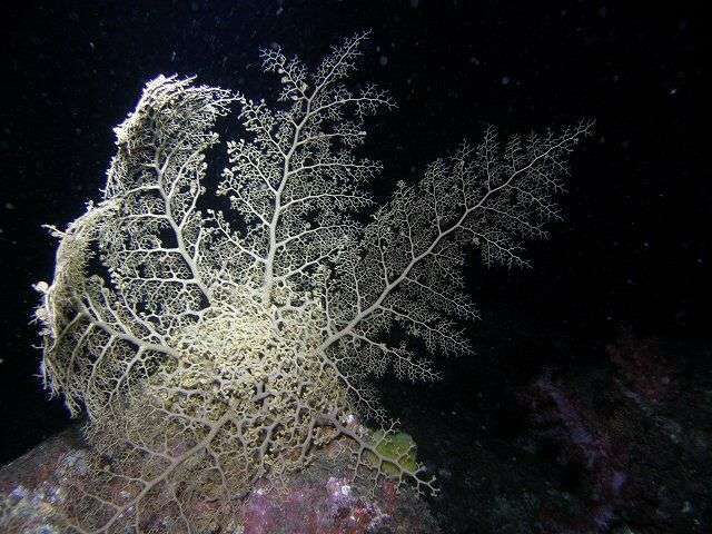【超閲覧注意】不気味な生物の画像を貼っていくトピ【苦手な方注意】