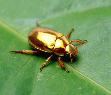 【超閲覧注意】不気味な生物の画像を貼っていくトピ【苦手な方注意】