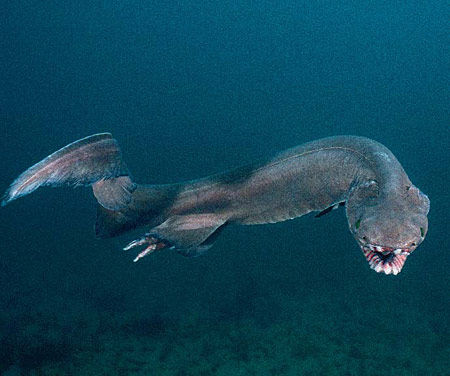 【超閲覧注意】不気味な生物の画像を貼っていくトピ【苦手な方注意】