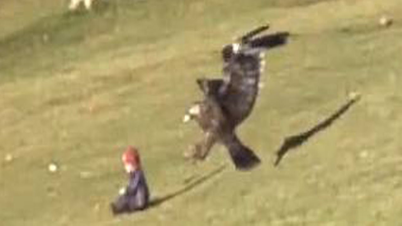 Can I Fly With My Cat To America Can I Fly With My Cat To America