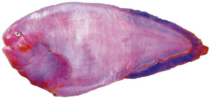 【超閲覧注意】不気味な生物の画像を貼っていくトピ【苦手な方注意】