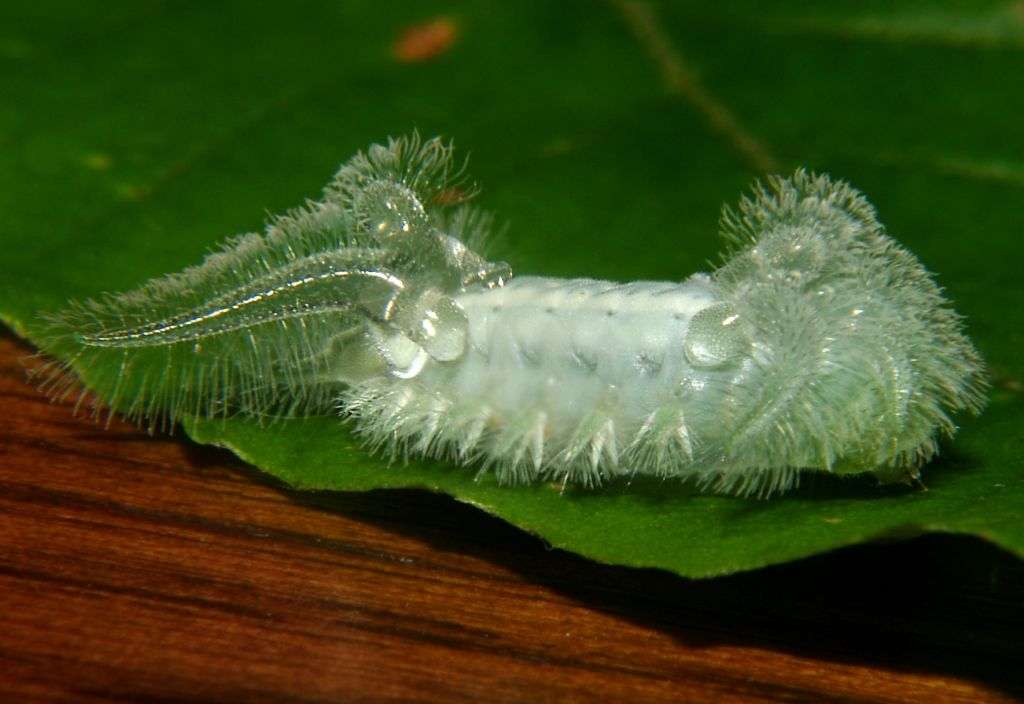 【超閲覧注意】不気味な生物の画像を貼っていくトピ【苦手な方注意】