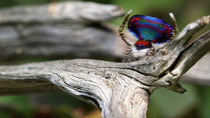 【超閲覧注意】不気味な生物の画像を貼っていくトピ【苦手な方注意】