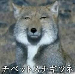 キョトン顔の動物