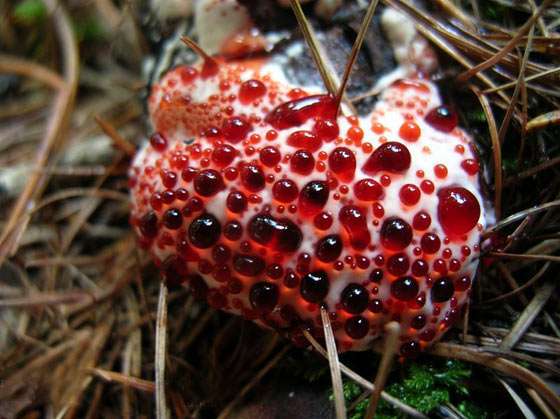 【超閲覧注意】不気味な生物の画像を貼っていくトピ【苦手な方注意】