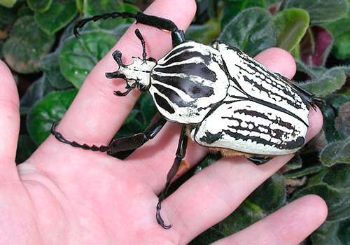 【超閲覧注意】不気味な生物の画像を貼っていくトピ【苦手な方注意】