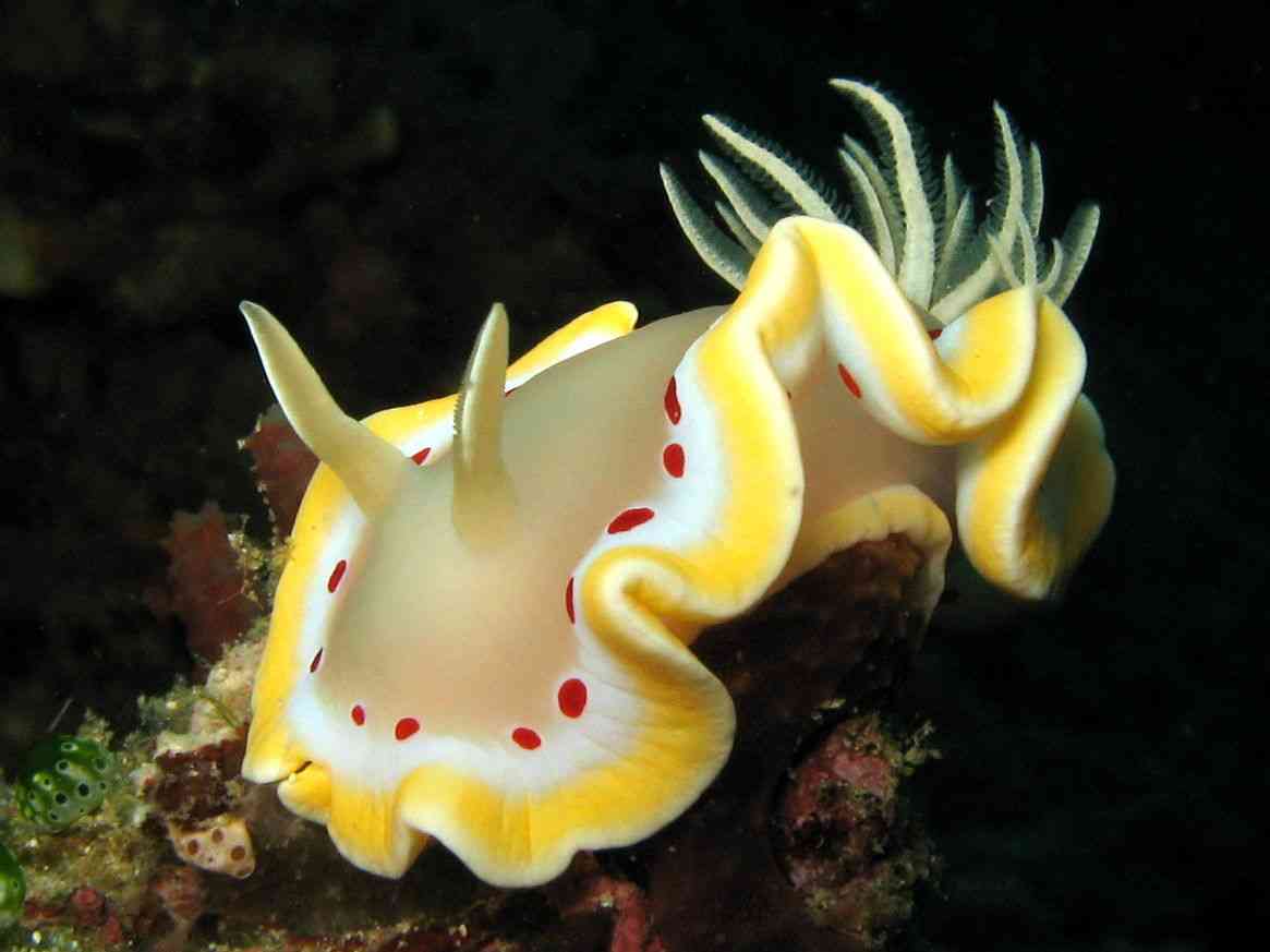 【超閲覧注意】不気味な生物の画像を貼っていくトピ【苦手な方注意】