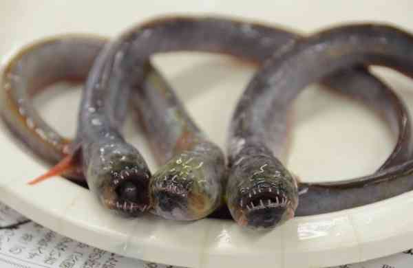 【超閲覧注意】不気味な生物の画像を貼っていくトピ【苦手な方注意】