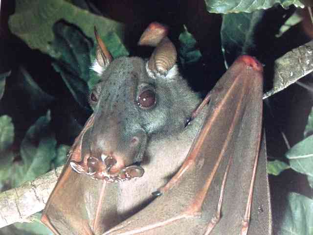【超閲覧注意】不気味な生物の画像を貼っていくトピ【苦手な方注意】