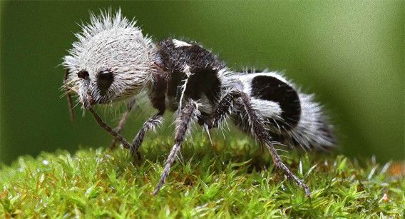 【超閲覧注意】不気味な生物の画像を貼っていくトピ【苦手な方注意】