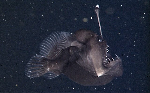 【超閲覧注意】不気味な生物の画像を貼っていくトピ【苦手な方注意】