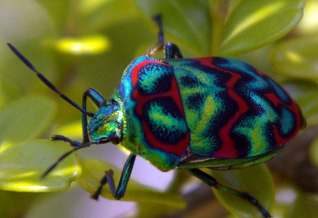 【超閲覧注意】不気味な生物の画像を貼っていくトピ【苦手な方注意】