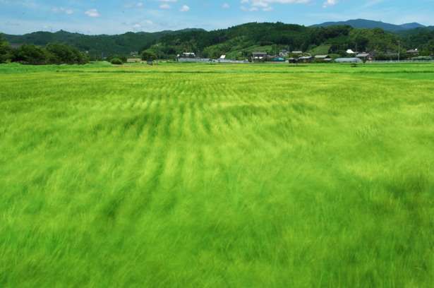 風に吹かれている画像下さい。