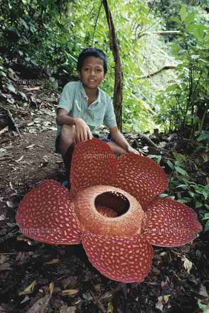 【超閲覧注意】不気味な生物の画像を貼っていくトピ【苦手な方注意】