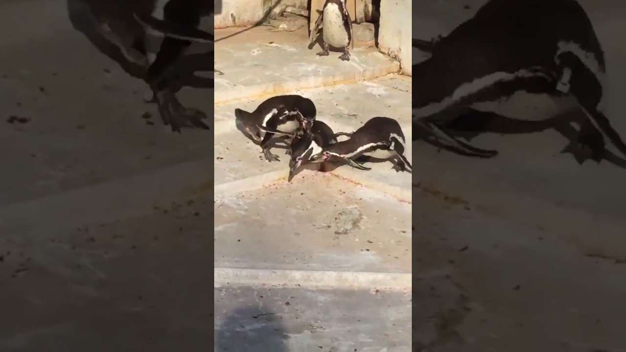 When Penguin Gets Caught Cheating - YouTube