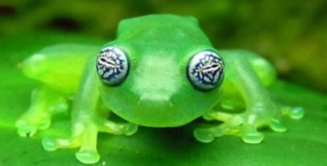 【超閲覧注意】不気味な生物の画像を貼っていくトピ【苦手な方注意】