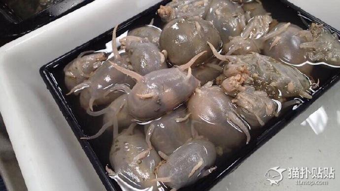 【超閲覧注意】不気味な生物の画像を貼っていくトピ【苦手な方注意】