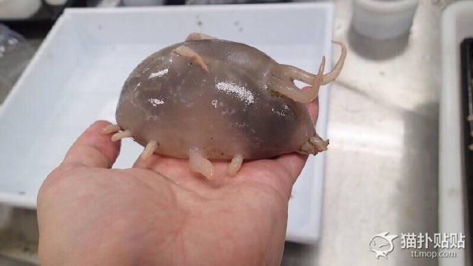 【超閲覧注意】不気味な生物の画像を貼っていくトピ【苦手な方注意】