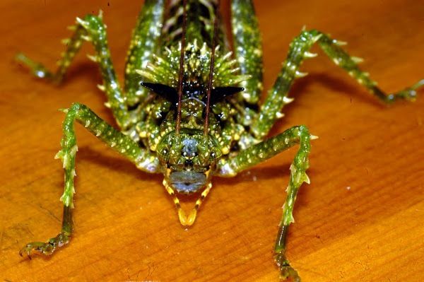 【超閲覧注意】不気味な生物の画像を貼っていくトピ【苦手な方注意】