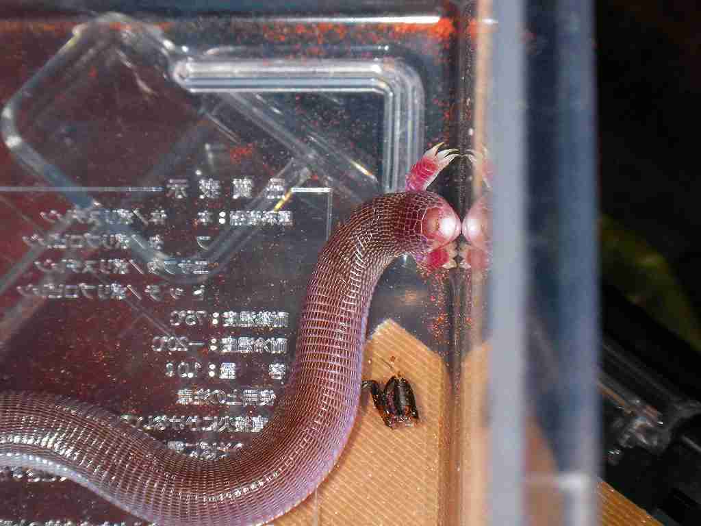 【超閲覧注意】不気味な生物の画像を貼っていくトピ【苦手な方注意】