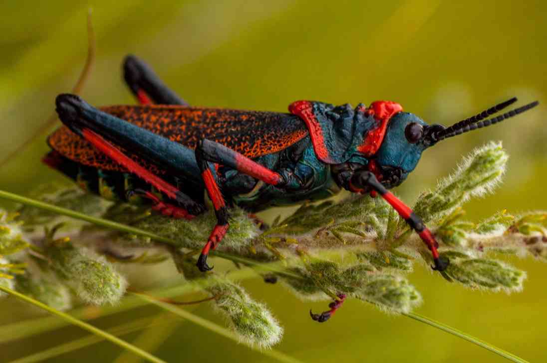 【超閲覧注意】不気味な生物の画像を貼っていくトピ【苦手な方注意】