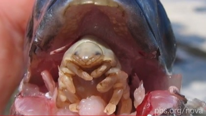 【超閲覧注意】不気味な生物の画像を貼っていくトピ【苦手な方注意】