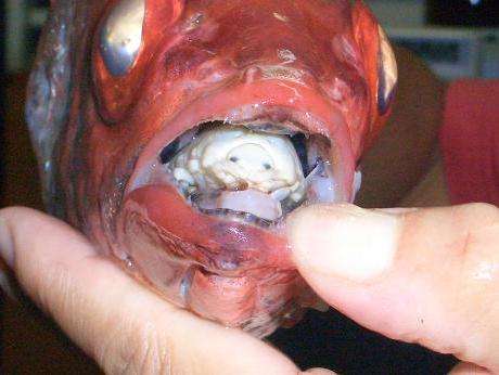 【超閲覧注意】不気味な生物の画像を貼っていくトピ【苦手な方注意】