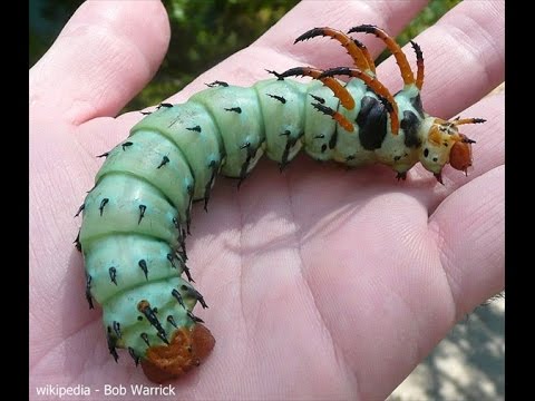 【超閲覧注意】不気味な生物の画像を貼っていくトピ【苦手な方注意】