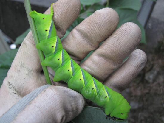 【超閲覧注意】不気味な生物の画像を貼っていくトピ【苦手な方注意】