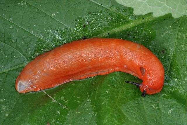 【超閲覧注意】不気味な生物の画像を貼っていくトピ【苦手な方注意】