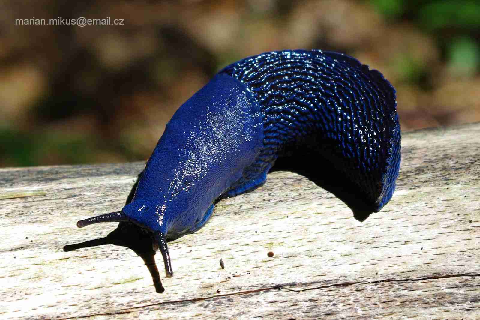 【超閲覧注意】不気味な生物の画像を貼っていくトピ【苦手な方注意】