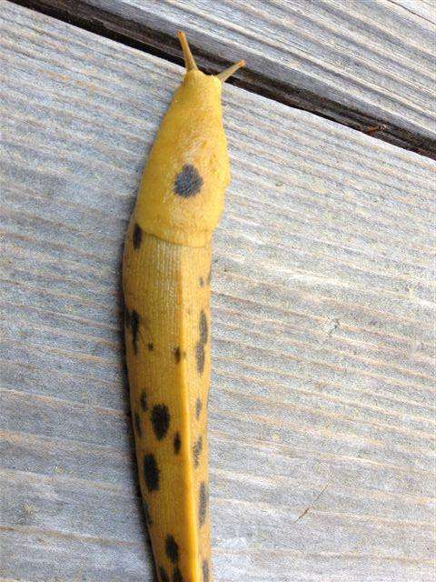 【超閲覧注意】不気味な生物の画像を貼っていくトピ【苦手な方注意】