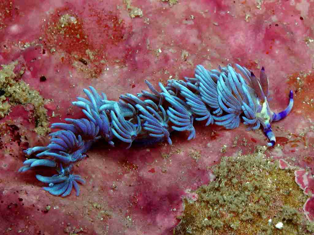 【超閲覧注意】不気味な生物の画像を貼っていくトピ【苦手な方注意】