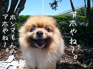 一番ムカつく画像を貼った人が優勝