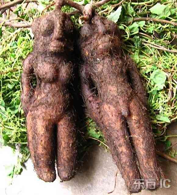 【超閲覧注意】不気味な生物の画像を貼っていくトピ【苦手な方注意】