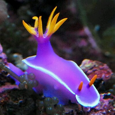 【超閲覧注意】不気味な生物の画像を貼っていくトピ【苦手な方注意】