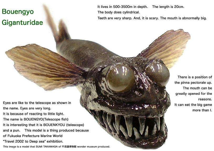 【超閲覧注意】不気味な生物の画像を貼っていくトピ【苦手な方注意】