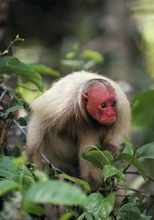 【超閲覧注意】不気味な生物の画像を貼っていくトピ【苦手な方注意】