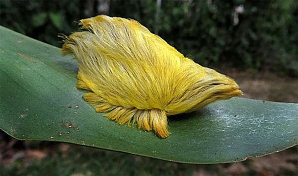 【超閲覧注意】不気味な生物の画像を貼っていくトピ【苦手な方注意】