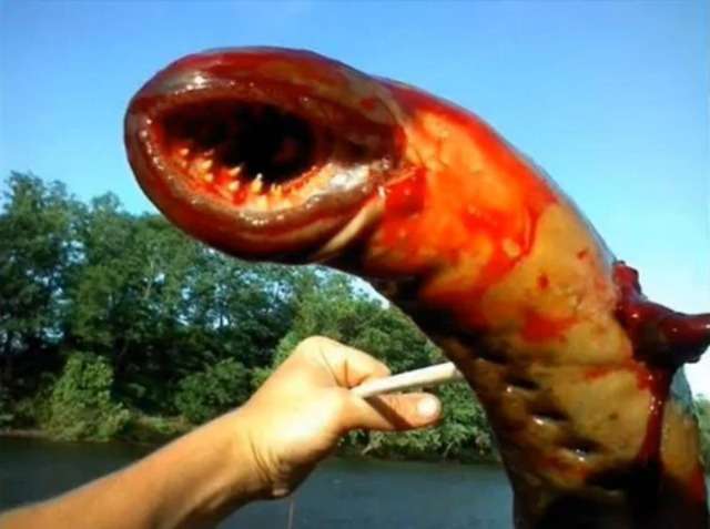 【超閲覧注意】不気味な生物の画像を貼っていくトピ【苦手な方注意】