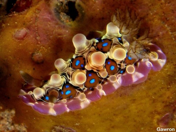 【超閲覧注意】不気味な生物の画像を貼っていくトピ【苦手な方注意】