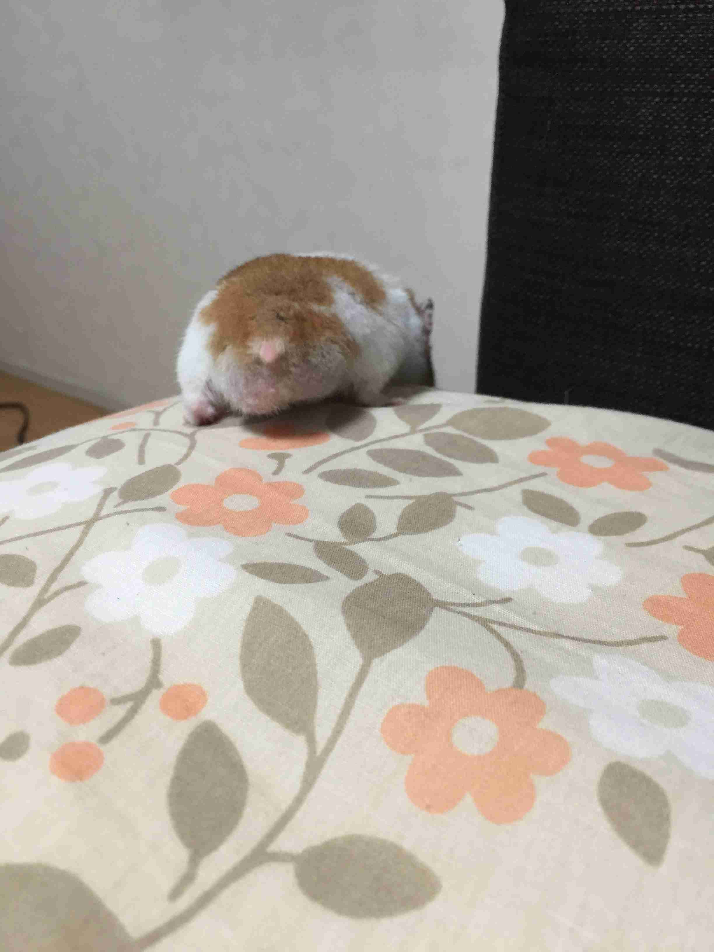 あなたの癒しを教えてください