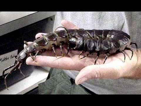 【超閲覧注意】不気味な生物の画像を貼っていくトピ【苦手な方注意】