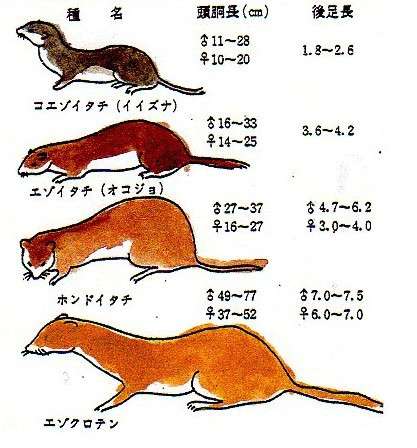 キョトン顔の動物