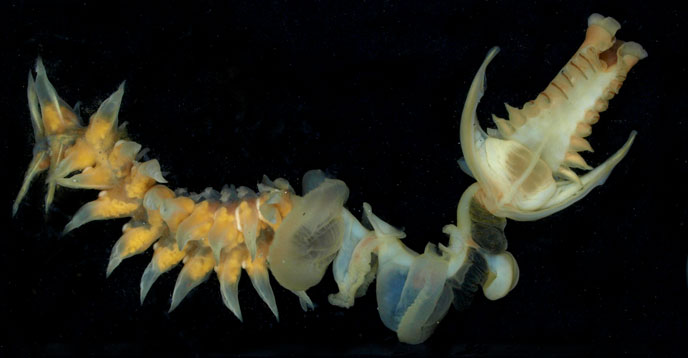 【超閲覧注意】不気味な生物の画像を貼っていくトピ【苦手な方注意】