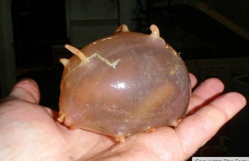 【超閲覧注意】不気味な生物の画像を貼っていくトピ【苦手な方注意】