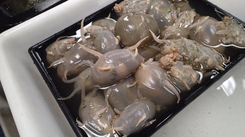 【超閲覧注意】不気味な生物の画像を貼っていくトピ【苦手な方注意】